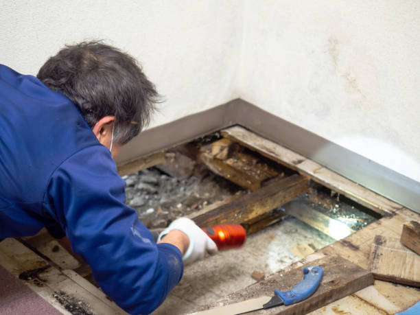Best Fast Mold Removal  in Munford, AL
