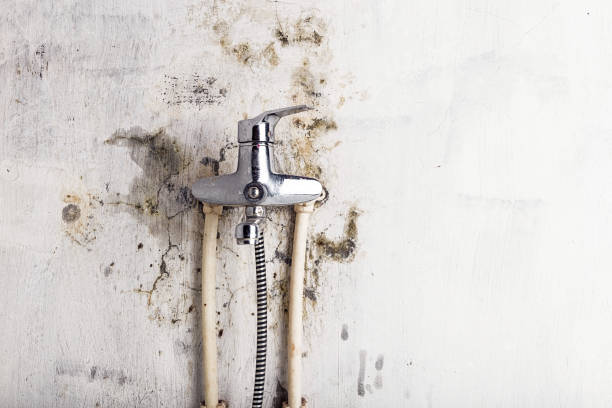 Best Toxic Mold Removal  in Munford, AL