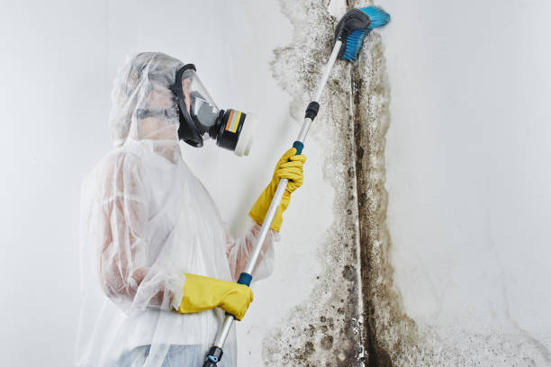 Best Mold Removal Specialists  in Munford, AL