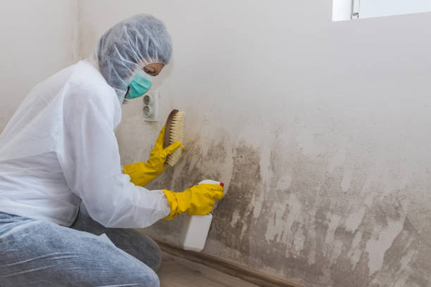 Mold Removal and Inspection in Munford, AL