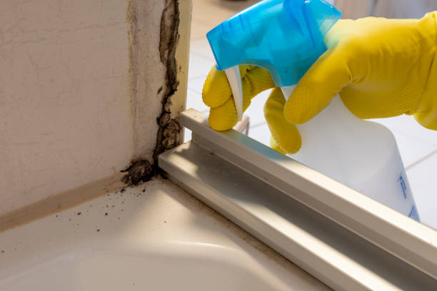 Best Black Mold Removal  in Munford, AL
