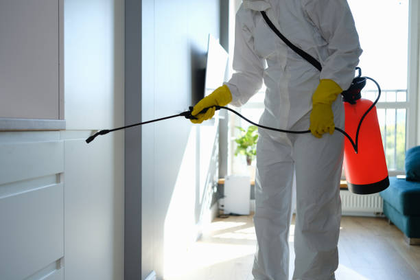 Best Attic Mold Removal  in Munford, AL