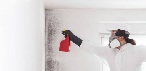 Best Mold Remediation  in Munford, AL