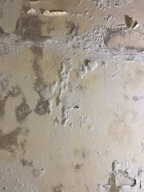 Best Mold Testing  in Munford, AL