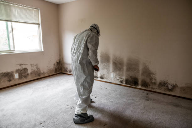 Home Mold Removal in Munford, AL