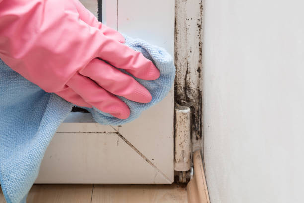 Trusted Munford, AL Mold Removal Experts